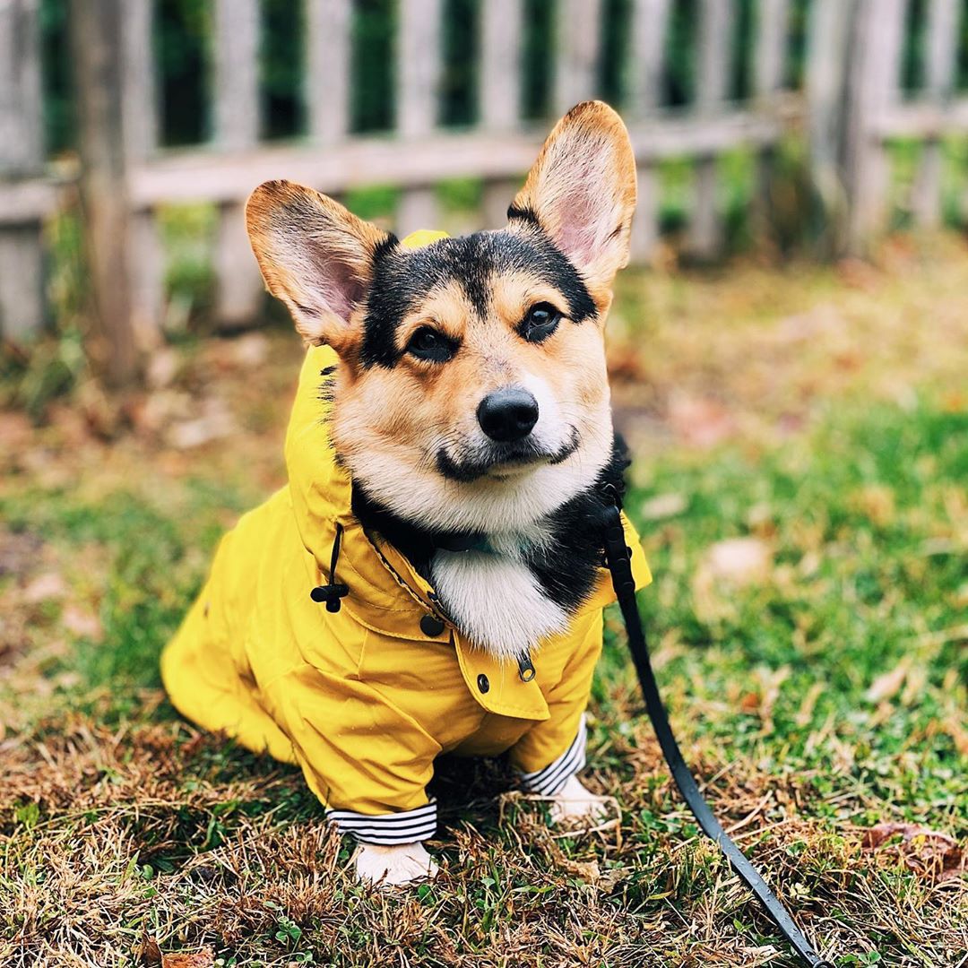 Outdoor Sport Hoodie - Manteau imperméable pour chien, pour chiens