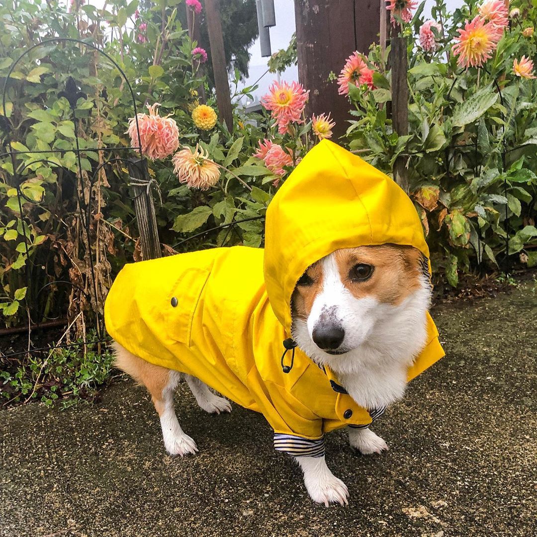 Manteau imperméable pour chien - Outdoor Sport Hoodie avis et prix