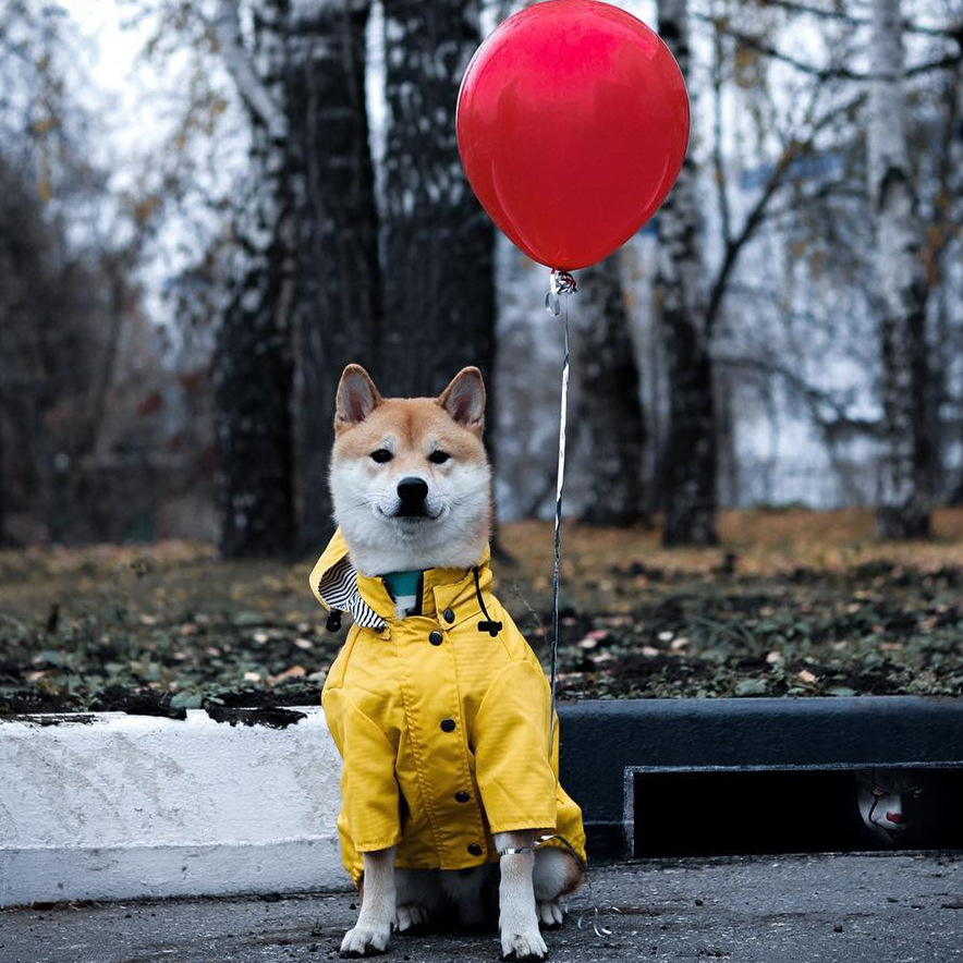 Manteau imperméable pour chien - Outdoor Sport Hoodie avis et prix