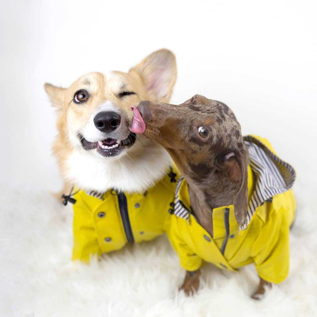 Manteau imperméable pour chien - Outdoor Sport Hoodie avis et prix
